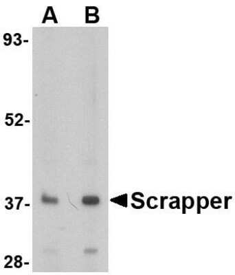 Western Blot FBXL20 Antibody - BSA Free