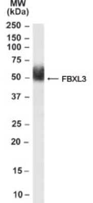 Western Blot: FBXL3 Antibody [NB100-53784] - Analysis of FBXL3 in human Adipose lysate using NB100-53784. Primary incubation was 1 hour. Detected by chemiluminescence.