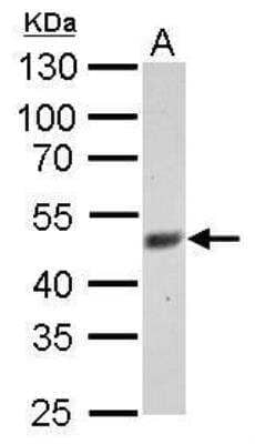 Western Blot: FBXL3 Antibody [NBP1-32979] - FBXL3 antibody detects FBXL3 protein by Western blot analysis. A. 30 ug C2C12 whole cell lysate/extract. 10 % SDS-PAGE. FBXL3 antibody dilution: 1:500