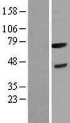 Western Blot: FBXL3 Overexpression Lysate (Adult Normal) [NBP2-04326] Left-Empty vector transfected control cell lysate (HEK293 cell lysate); Right -Over-expression Lysate for FBXL3.