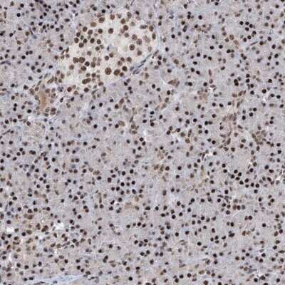 Immunohistochemistry-Paraffin: FBXL4 Antibody [NBP1-84727] - Staining of human pancreas shows strong nuclear positivity in both exocrine and endocrine pancreas.