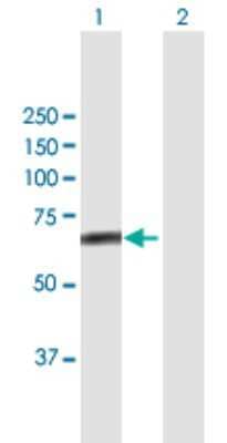 Western Blot: FBXL4 Antibody [H00026235-B01P] - Analysis of FBXL4 expression in transfected 293T cell line by FBXL4 polyclonal antibody.  Lane 1: FBXL4 transfected lysate(68.31 KDa). Lane 2: Non-transfected lysate.