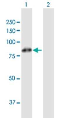 Western Blot: FBXL5 Antibody [H00026234-B01P] - Analysis of FBXL5 expression in transfected 293T cell line by FBXL5 polyclonal antibody.  Lane 1: FBXL5 transfected lysate(76.01 KDa). Lane 2: Non-transfected lysate.