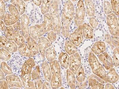 Immunohistochemistry-Paraffin: FBXL7 Antibody [NBP2-98943] - Immunochemical staining of human FBXL7 in human kidney with rabbit polyclonal antibody (1:1000, formalin-fixed paraffin embedded sections).