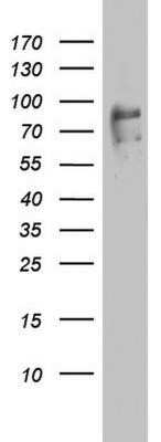 Western Blot: FBXO11 Antibody (OTI1F6) - Azide and BSA Free [NBP2-72219] - Analysis of HT29 cell lysate (35ug).
