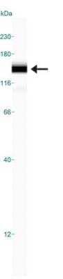 Simple Western: FBXO11 Antibody [NB100-59826] - Simple Western lane view shows a specific band for FBXO11 in 0.5 mg/ml of HeLa lysate.  This experiment was performed under reducing conditions using the 12-230 kDa separation system.