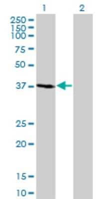 Western Blot FBXO2 Antibody (1G4) - Azide and BSA Free