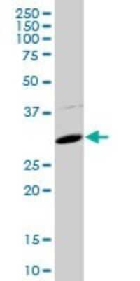 Western Blot FBXO2 Antibody