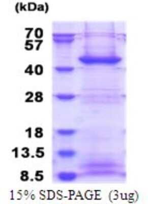 SDS-Page: Recombinant Human FBXO2 Protein [NBP2-51764] - 15% SDS Page (3 ug)