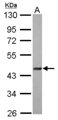 Western Blot FBXO22 Antibody - BSA Free
