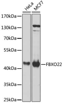 Western Blot: FBXO22 Antibody [NBP3-04384] - Analysis of extracts of various cell lines, using FBxO22 antibody at 1:1000 dilution. Secondary antibody: HRP Goat Anti-Rabbit IgG (H+L) at 1:10000 dilution. Lysates/proteins: 25ug per lane. Blocking buffer: 3% nonfat dry milk in TBST. Detection: ECL Basic Kit