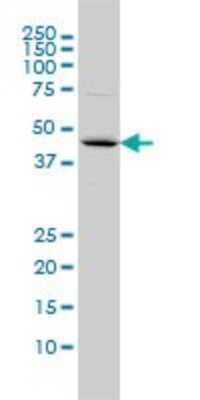 Western Blot: FBXO25 Antibody (2F1) [H00026260-M01] - FBXO25 monoclonal antibody (M01), clone 2F1 Analysis of FBXO25 expression in COLO 320 HSR.