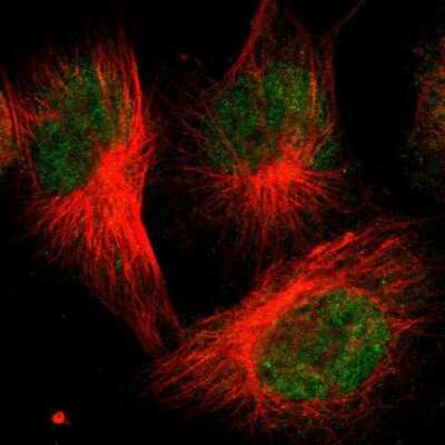 Immunocytochemistry/Immunofluorescence: FBXO3 Antibody [NBP2-55679] - Staining of human cell line U-251 MG shows localization to nucleoplasm. Antibody staining is shown in green.