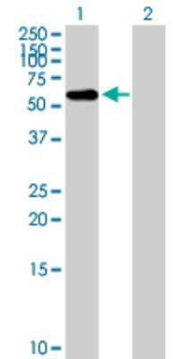 Western Blot: FBXO3 Antibody [H00026273-B01P] - Analysis of FBXO3 expression in transfected 293T cell line by FBXO3 polyclonal antibody.  Lane 1: FBXO3 transfected lysate(51.81 KDa). Lane 2: Non-transfected lysate.