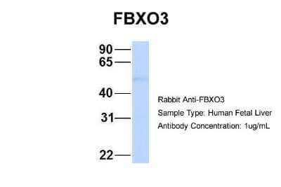 Western Blot FBXO3 Antibody