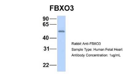 Western Blot FBXO3 Antibody