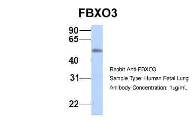 Western Blot FBXO3 Antibody