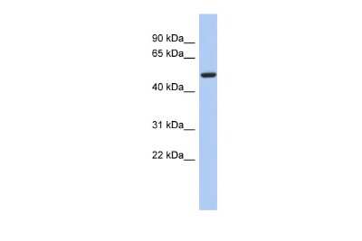 Western Blot: FBXO3 Antibody [NBP1-55046] - Reccomended Titration: 0.2 - 1 ug/ml ELISA Titer: 1:62500 Positive Control: Human Small Intestine