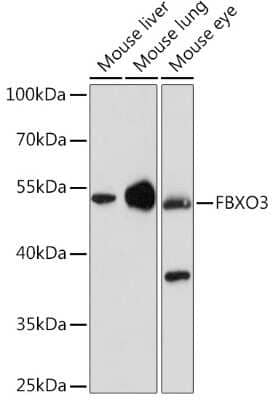 Western Blot: FBXO3 Antibody [NBP3-04560] - Western blot analysis of extracts of various cell lines, using FBXO3 Rabbit pAb (NBP3-04560) at 1:1000 dilution. Secondary antibody: HRP Goat Anti-Rabbit IgG (H+L) at 1:10000 dilution. Lysates/proteins: 25ug per lane. Blocking buffer: 3% nonfat dry milk in TBST. Detection: ECL Enhanced Kit. Exposure time: 90s.