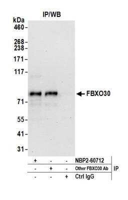 FBXO30 Antibody [NBP2-60712] - Detection of human FBXO30 by western blot of immunoprecipitates. Samples: Whole cell lysate (0.5 or 1.0 mg per IP reaction; 20% of IP loaded) from HeLa cells prepared using NETN lysis buffer. Antibodies: Affinity purified rabbit anti-FBXO30 antibody NBP2-60712 used for IP at 8 ul per reaction. FBXO30 was also immunoprecipitated by another rabbit anti-FBXO30 antibody. Detection: Chemiluminescence with an exposure time of 30 seconds.