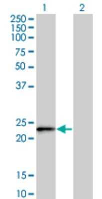 Western Blot FBXO36 Antibody (3D3) - Azide and BSA Free