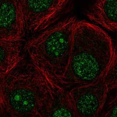 Immunocytochemistry/ Immunofluorescence FBXO36 Antibody - BSA Free
