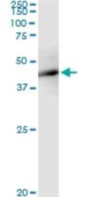 Immunoprecipitation: FBXO4 Antibody (2F2) [H00026272-M02] - Analysis of FBXO4 transfected lysate using anti-FBXO4 monoclonal antibody and Protein A Magnetic Bead, and immunoblotted with FBXO4 MaxPab rabbit polyclonal antibody.