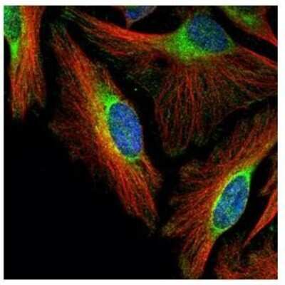 Immunocytochemistry/Immunofluorescence: FBXO4 Antibody [NBP2-16450] - Confocal immunofluorescence analysis of methanol-fixed HeLa, using FBXO4 antibody (Green) at 1:500 dilution. Alpha-tubulin filaments are labeled with Alpha-tubulin antibody (Red) at 1:2000.