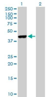 Western Blot: FBXO4 Antibody [H00026272-B01P] - Analysis of FBXO4 expression in transfected 293T cell line by FBXO4 polyclonal antibody.  Lane 1: FBXO4 transfected lysate(42.57 KDa). Lane 2: Non-transfected lysate.
