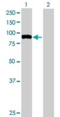 Western Blot: FBXO40 Antibody [H00051725-B01P] - Analysis of FBXO40 expression in transfected 293T cell line by FBXO40 polyclonal antibody.  Lane 1: FBXO40 transfected lysate(77.99 KDa). Lane 2: Non-transfected lysate.