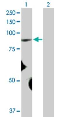 Western Blot: FBXO40 Antibody [H00051725-D01P] - Analysis of FBXO40 expression in transfected 293T cell line by FBXO40 polyclonal antibody.Lane 1: FBXO40 transfected lysate(79.80 KDa).Lane 2: Non-transfected lysate.