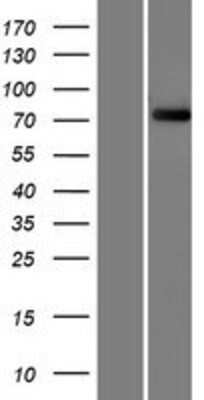 Western Blot: FBXO40 Overexpression Lysate (Adult Normal) [NBP2-07059] Left-Empty vector transfected control cell lysate (HEK293 cell lysate); Right -Over-expression Lysate for FBXO40.