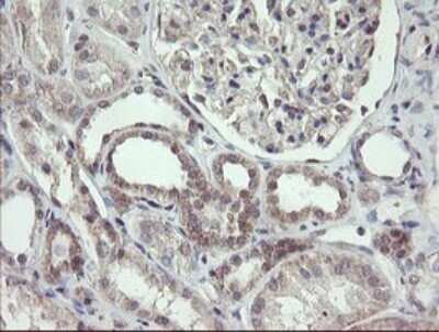 Immunohistochemistry: FBXO42 Antibody (OTI1H4) - Azide and BSA Free [NBP2-71960] - Analysis of Human Kidney tissue.