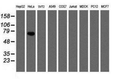 Western Blot: FBXO42 Antibody (OTI2G7) - Azide and BSA Free [NBP2-71958] - Analysis of extracts (35ug) from 9 different cell lines by using anti-FBXO42 monoclonal antibody (HepG2: human; HeLa: human; SVT2: mouse; A549: human; COS7: monkey; Jurkat: human; MDCK: canine; PC12: rat; MCF7: human).