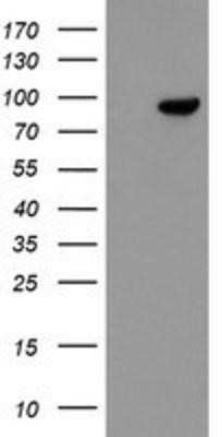 Western Blot: FBXO42 Antibody (OTI2G7) - Azide and BSA Free [NBP2-71958] - HEK293T cells were transfected with the pCMV6-ENTRY control (Left lane) or pCMV6-ENTRY FBXO42 (Right lane) cDNA for 48 hrs and lysed. Equivalent amounts of cell lysates (5 ug per lane) were separated by SDS-PAGE and immunoblotted with anti-FBXO42.