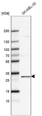 Western Blot FBXO44 Antibody - BSA Free