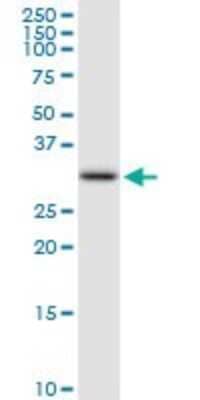 Western Blot: FBXO6 Antibody [H00026270-D01P] - Analysis of FBXO6 expression in HepG2.