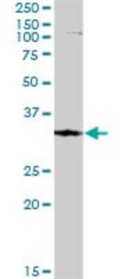 Western Blot: FBXO6 Antibody [H00026270-D01P] - Analysis of FBXO6 expression in human kidney.