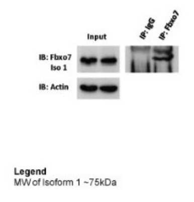 Immunoprecipitation: FBXO7 Antibody [NBP1-55051] - MW of isoform 1 ~75kDa.