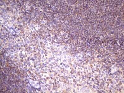 Immunohistochemistry: FBXO8 Antibody (OTI3C5) - Azide and BSA Free [NBP2-71794] - Analysis of Human tonsil tissue. (Heat-induced epitope retrieval by 1 mM EDTA in 10mM Tris, pH8.5, 120C for 3min)