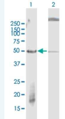 Western Blot: FBXW2 Antibody [H00026190-B01P-50ug] - Analysis of FBXW2 expression in transfected 293T cell line (H00026190-T01) by FBXW2 MaxPab polyclonal antibody.  Lane 1: FBXW2 transfected lysate(49.94 KDa). Lane 2: Non-transfected lysate