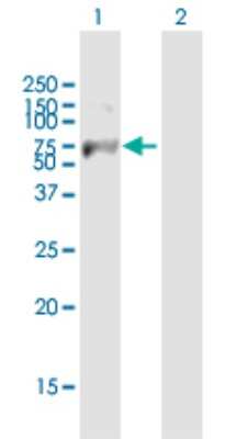 Western Blot: FBXW7/Cdc4 Antibody [H00055294-B01P] - Analysis of FBXW7 expression in transfected 293T cell line by FBXW7 polyclonal antibody.  Lane 1: FBXW7 transfected lysate(68.97 KDa). Lane 2: Non-transfected lysate.