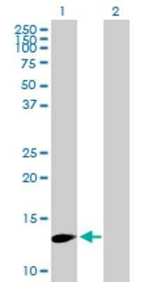 Western Blot: FBXW9 Antibody [H00084261-B01P] - Analysis of FBXW9 expression in transfected 293T cell line by FBXW9 polyclonal antibody.  Lane 1: FBXW9 transfected lysate(14.85 KDa). Lane 2: Non-transfected lysate.
