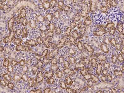 Immunohistochemistry-Paraffin: FCAMR Antibody [NBP2-99555] - Immunochemical staining of mouse FCAMR in mouse kidney with rabbit polyclonal antibody at 1:200 dilution, formalin-fixed paraffin embedded sections.
