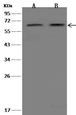 Western Blot FCAMR Antibody - Azide and BSA Free