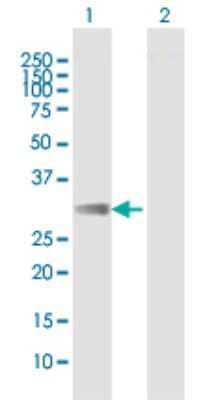 Western Blot: FCAR/CD89 Antibody [H00002204-B02P] - Analysis of FCAR expression in transfected 293T cell line by FCAR polyclonal antibody.  Lane 1: FCAR transfected lysate(32.30 KDa). Lane 2: Non-transfected lysate.