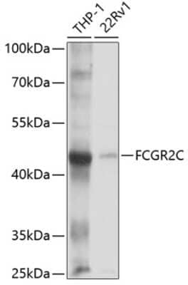 Western Blot: FCGR2C Antibody [NBP3-05032] - Analysis of extracts of various cell lines, using FCGR2C antibody at 1:1000 dilution. Secondary antibody: HRP Goat Anti-Rabbit IgG (H+L) at 1:10000 dilution. Lysates/proteins: 25ug per lane. Blocking buffer: 3% nonfat dry milk in TBST. Detection: ECL Basic Kit