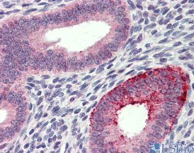 Immunohistochemistry: FCHO1 Antibody [NBP1-79578] - Staining of human Uterus.