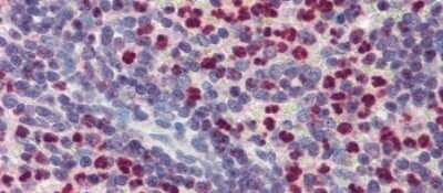 Immunohistochemistry-Paraffin: FCHO1 Antibody [NBP1-79578] - Human Spleen Tissue, 5 ug/ml.