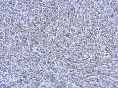 Immunohistochemistry-Paraffin FCHO1 Antibody - BSA Free